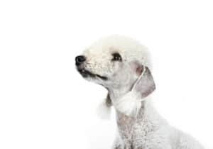 White Bedlington Terrier Dog on a white background looking up
