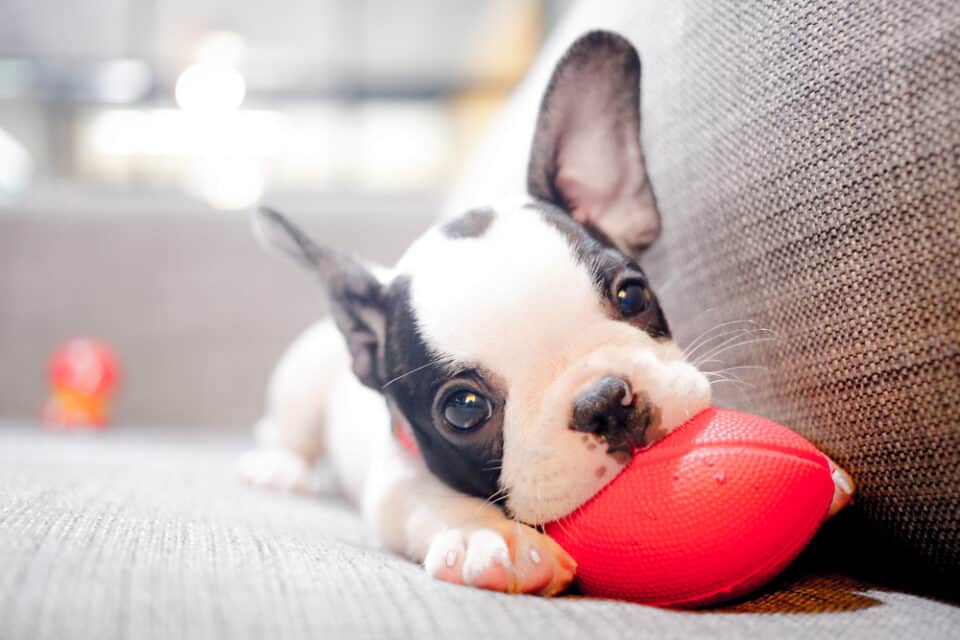 A Guide To The First Six Months With Your New Puppy: Boston Terrier Puppy with small red football
