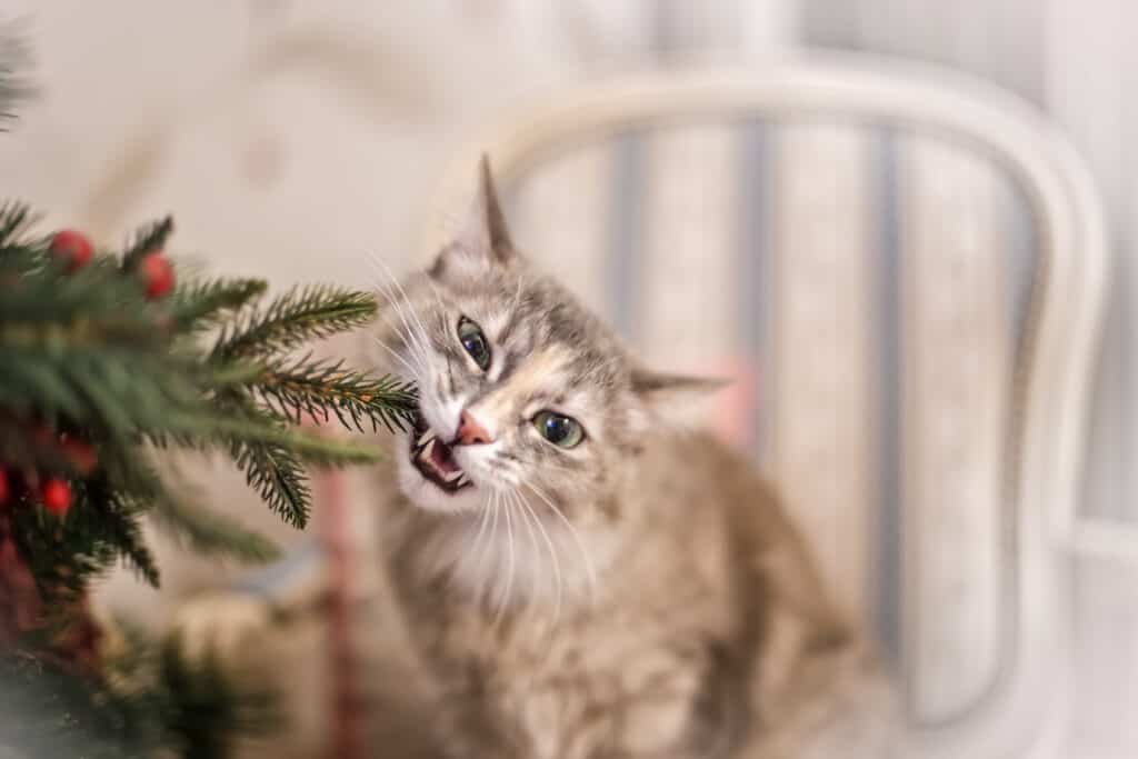 Cat chewing on the Christmas tree