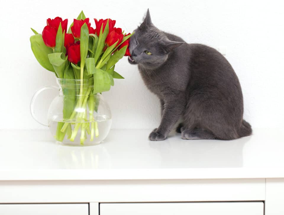 Cats and Household Toxins: Cat eating toxic tulips