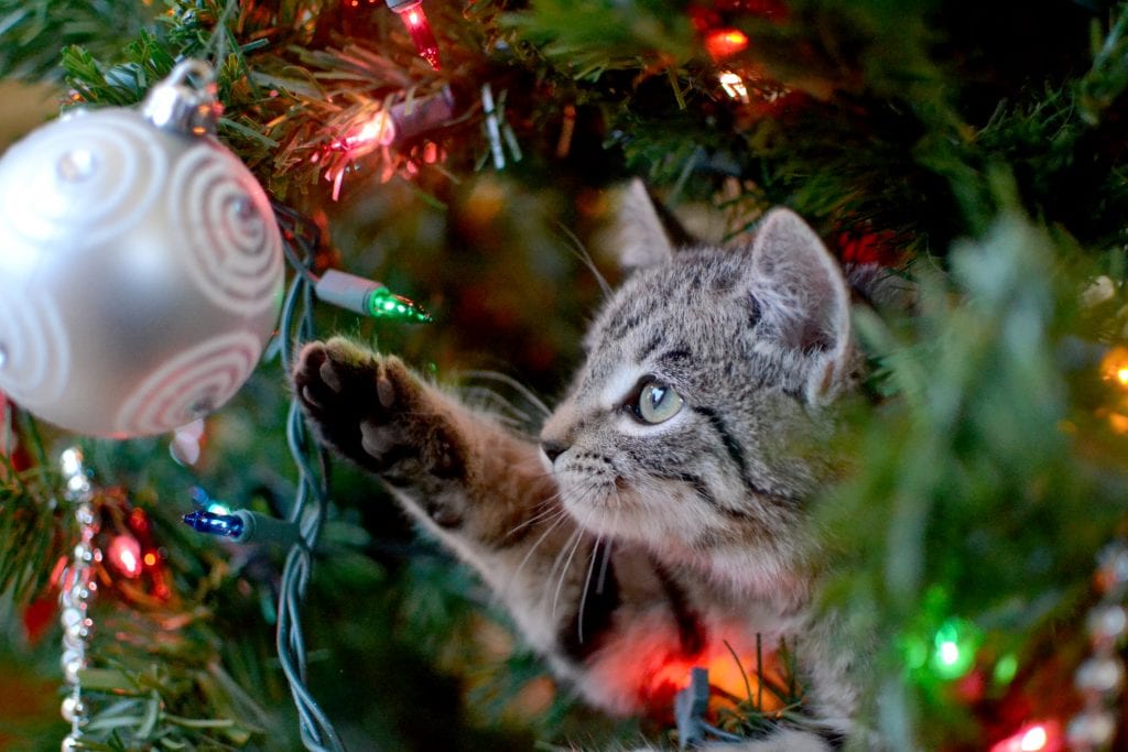 Cat playing with bulb on Christmas tree