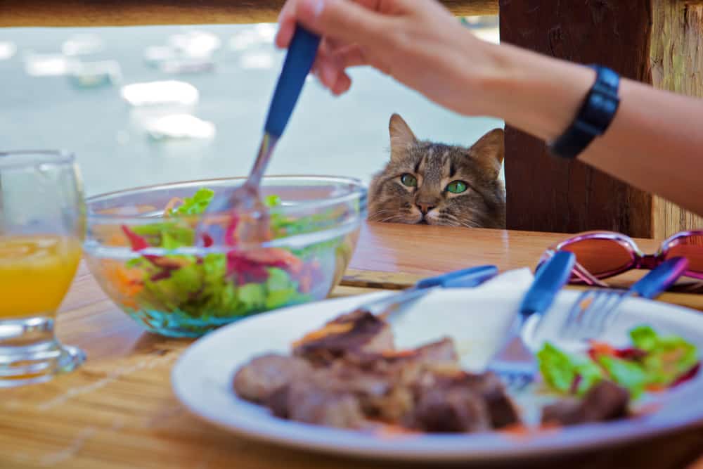cat staring at womans food