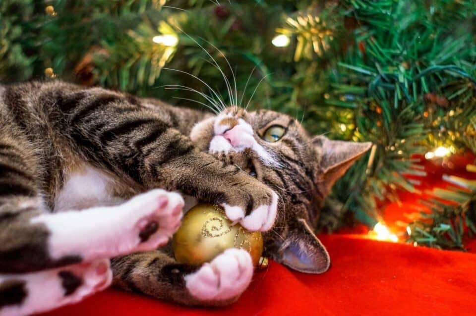 Cat clutching bulb from Christmas tree