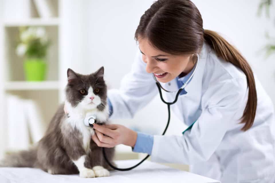Zoonotic Diseases Of Cats: Cat with veterinarian