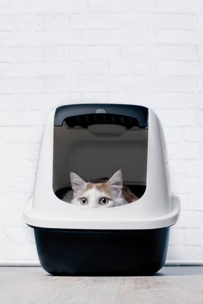 Cat hiding in litter box