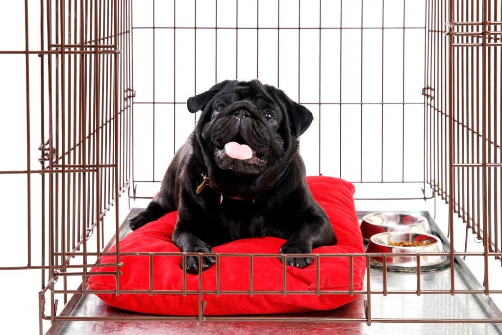 Crate Training 101: Black pug on a red pillow in a crate with the door open