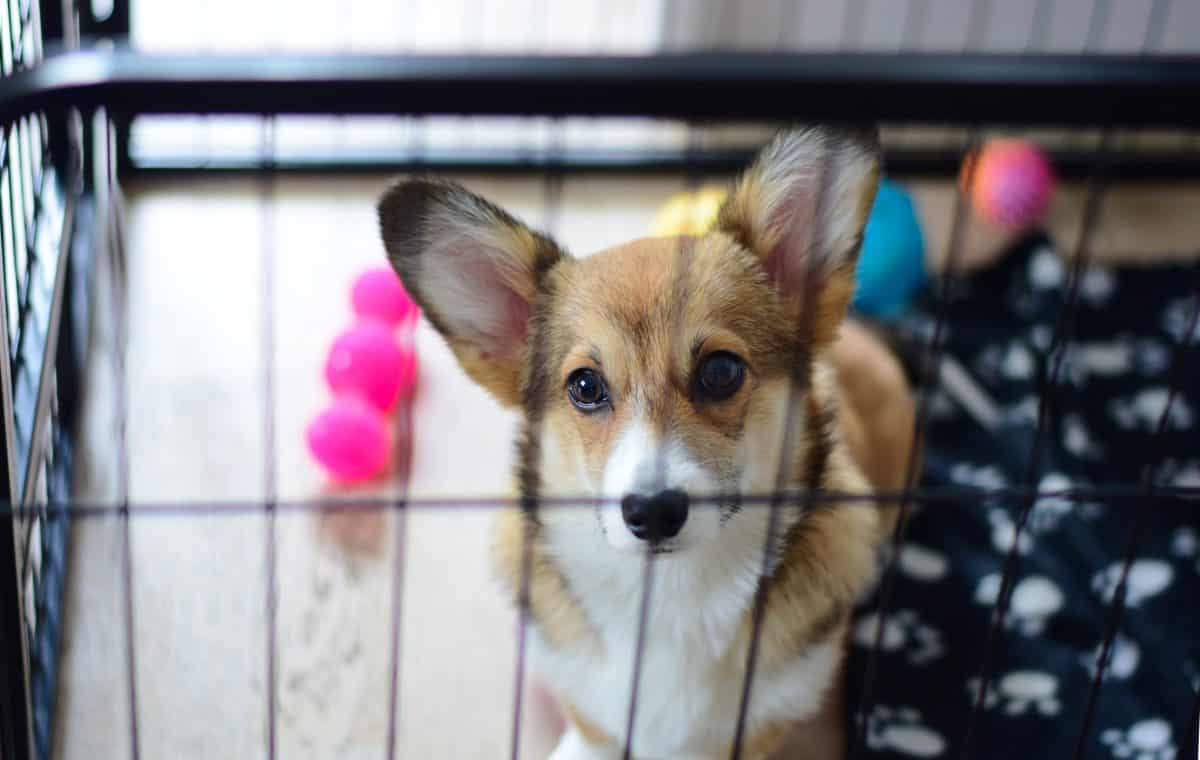 Little Corgi dog in a crate with toys