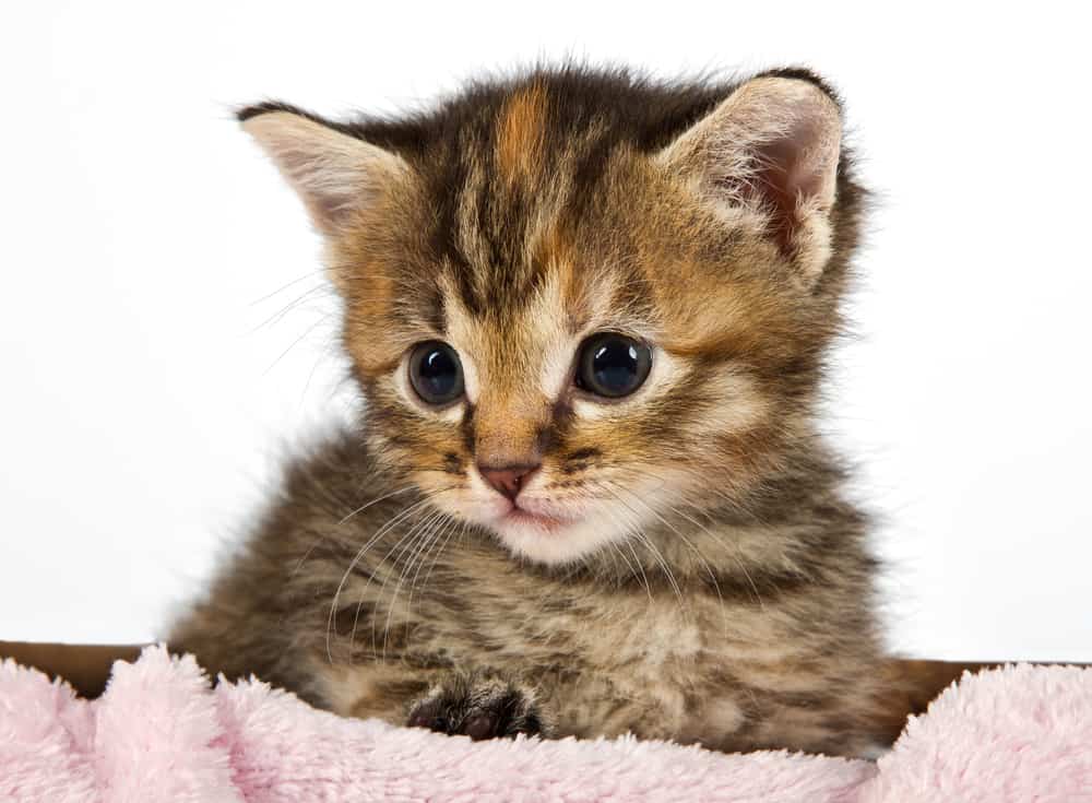 Cute baby kitten in a pink blanket