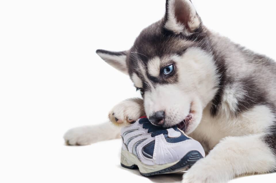 Siberian Husky Dog chewing shoe