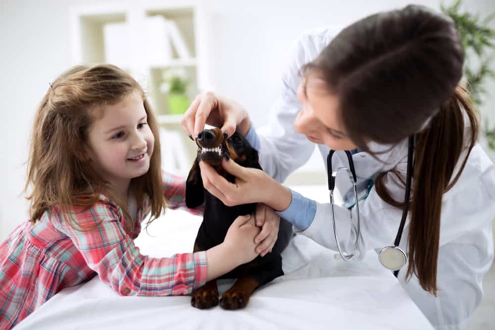 Little girl with her dog and a veterinarian examining the dogs teeth