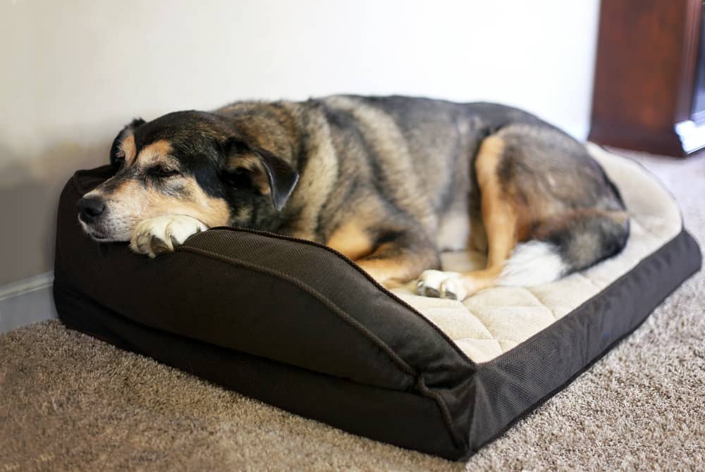How to Diagnose and Treat Arthritis in Dogs: Older dog lying in a comfy dog bed