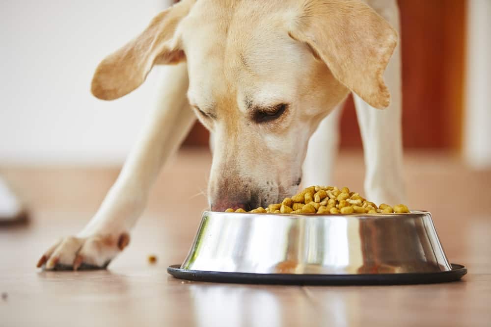 Your Adult Dog: Diet and Exercise Editionyellow lab eating dog food out of a stainless steel bowl