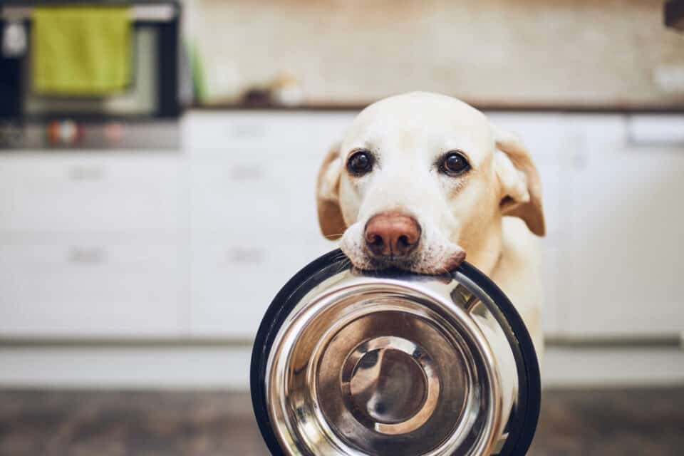 Dog holding his dish