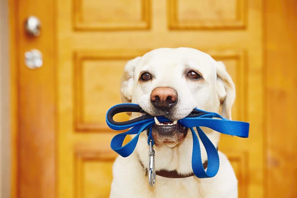 Your Adult Dog: Diet and Exercise Edition Golden lab holding a blue leash in his mouth