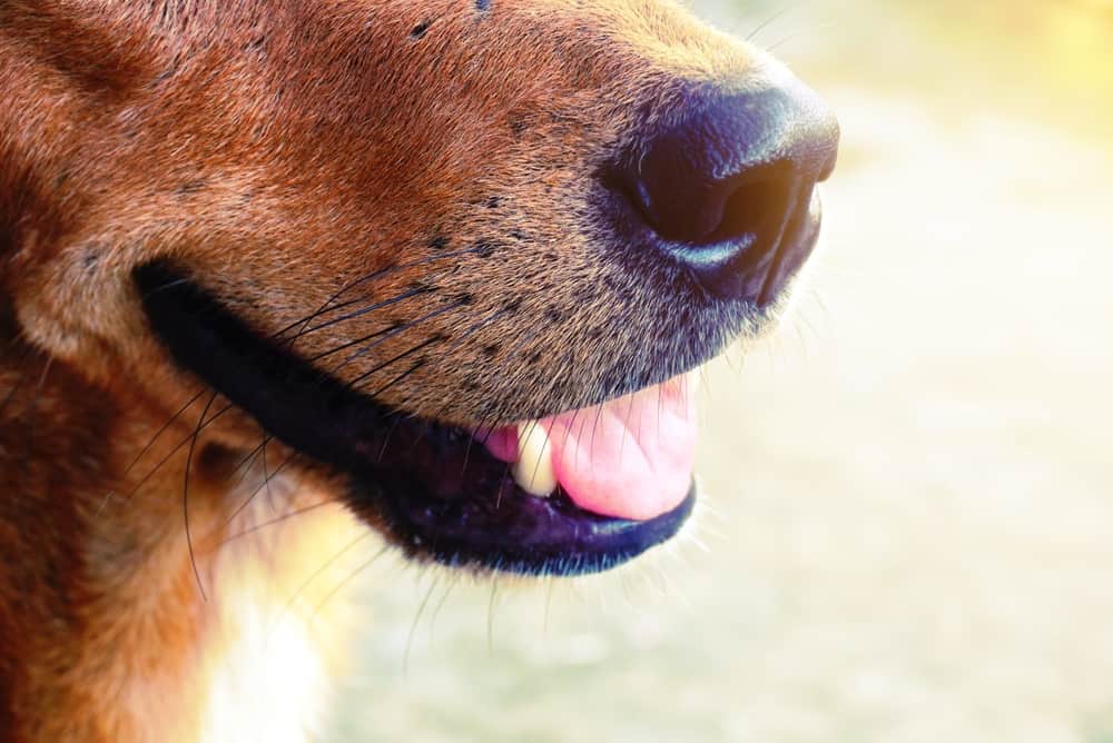 Dental Disease In Dogs: Dog muzzle