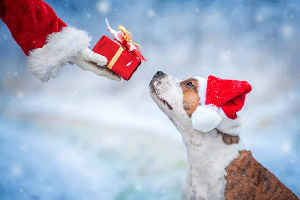Dog with santa holding gift