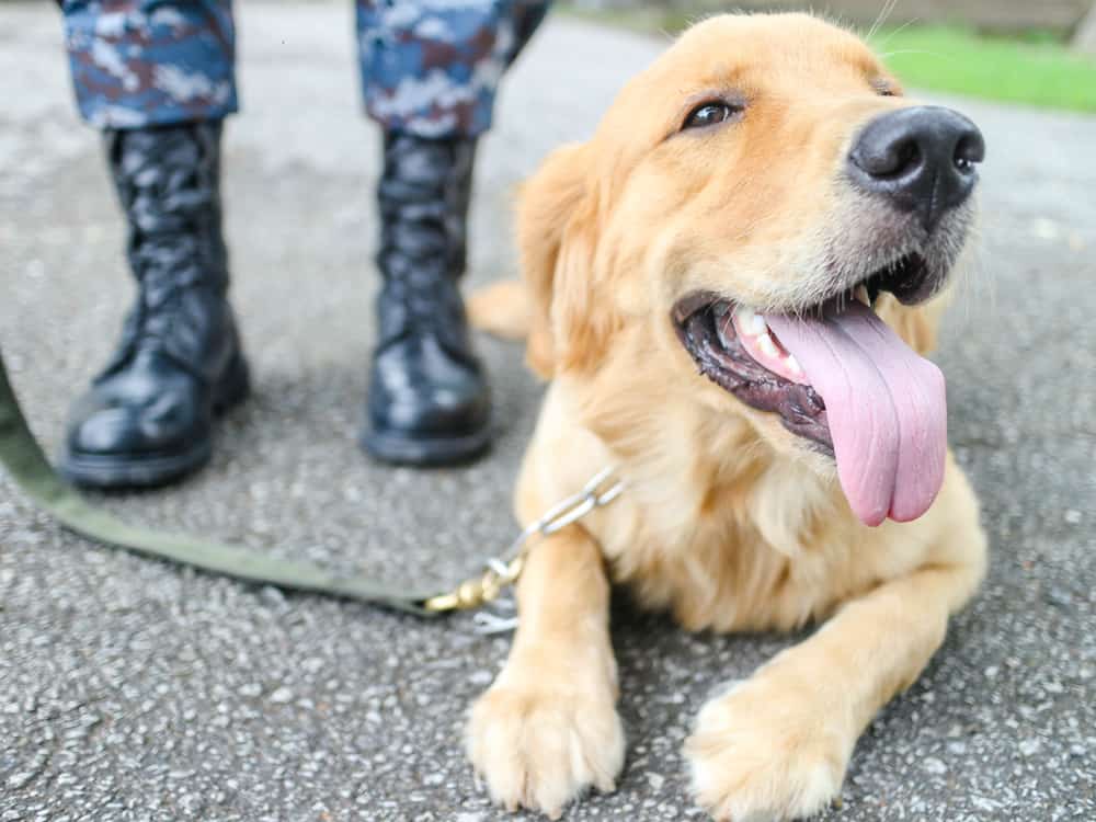 Military Veterans and their PTSD Service Dogs: service dog