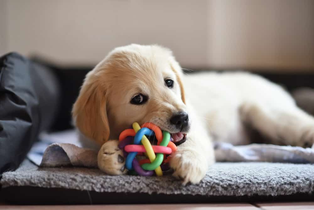 Puppy with chew toy