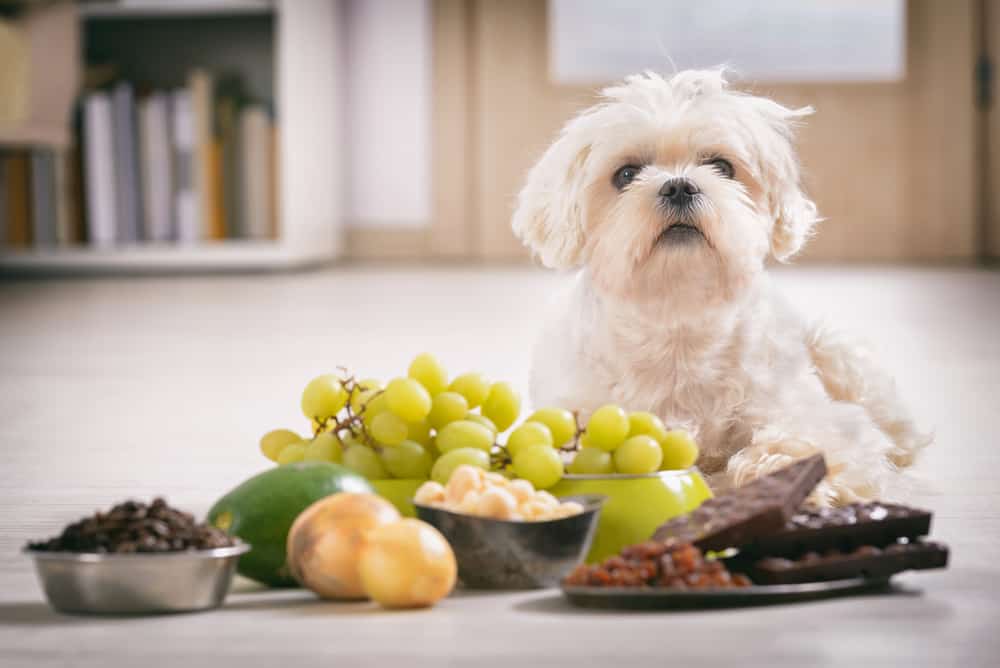 Dogs and Household Toxins: white Maltese dog with toxic foods