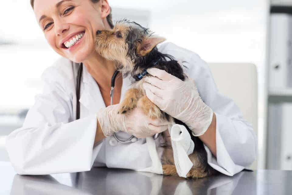 dog with female veterinarian laughing as he kisses her