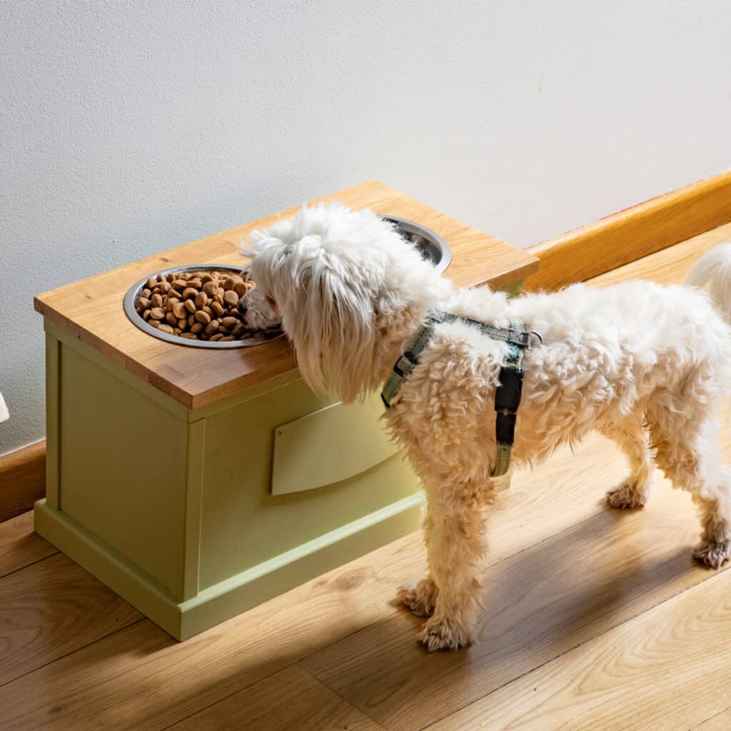 How to Diagnose and Treat Arthritis in Dogs: Dog eating from elevated dog feeder