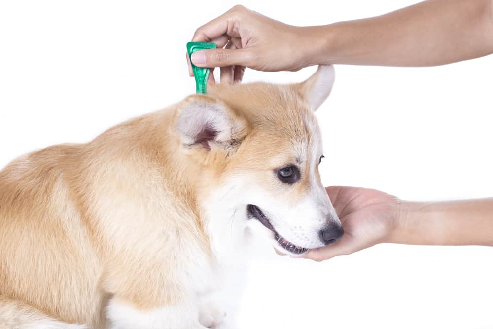 Parasite Prevention in Dogs: Apply flea preventative to a corgi