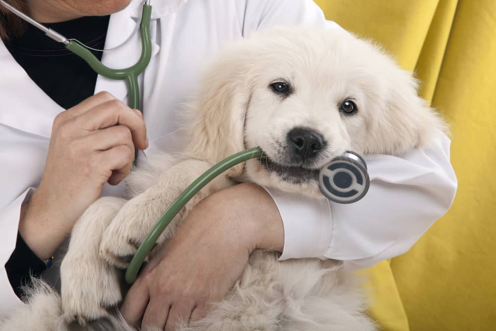 A Guide To Navigating The First Six Months With Your New Puppy: Golden puppy with veterinarian's stethoscope in his mouth