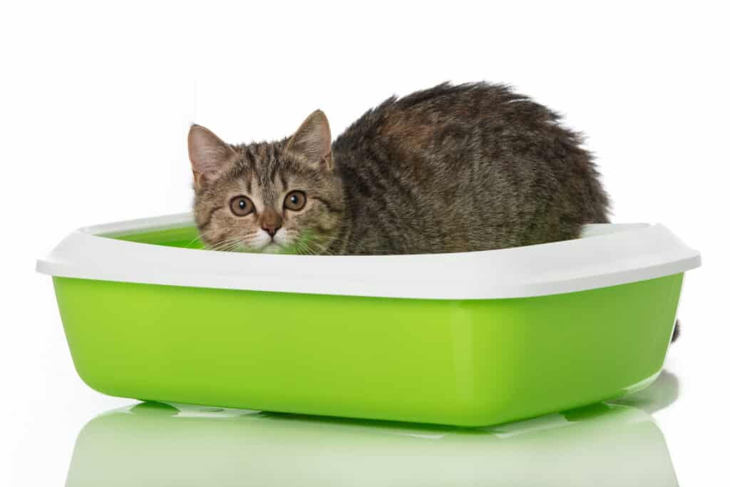 Tabby cat laying in a green and white litter box