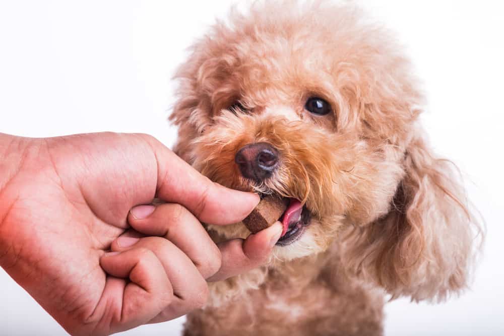 Parasite Prevention in Dogs: Preventative with a small blond poodle