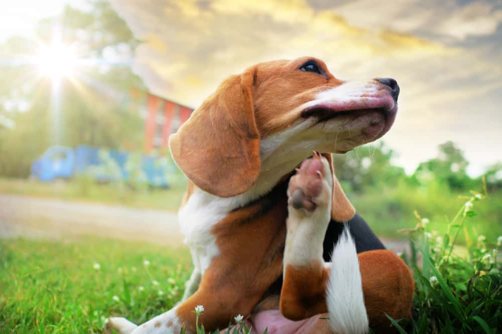 Parasite Prevention in Dogs: Itchy Beagle