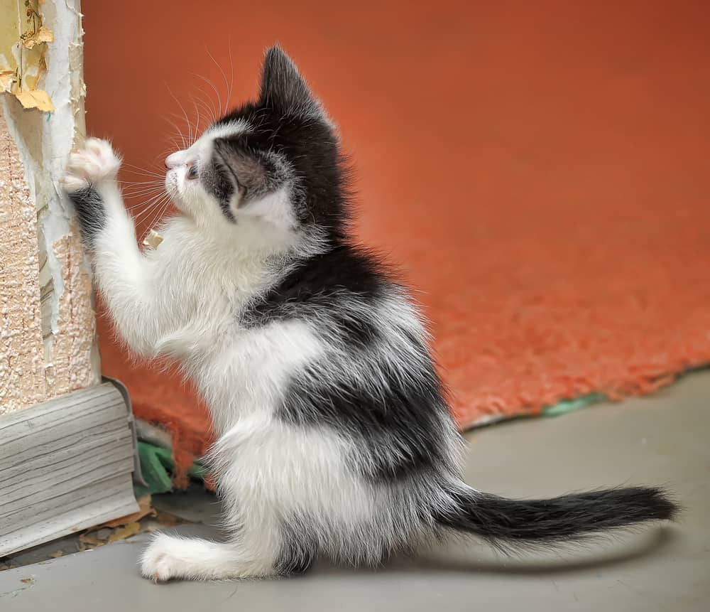 Kitten Scratching Wallpaper