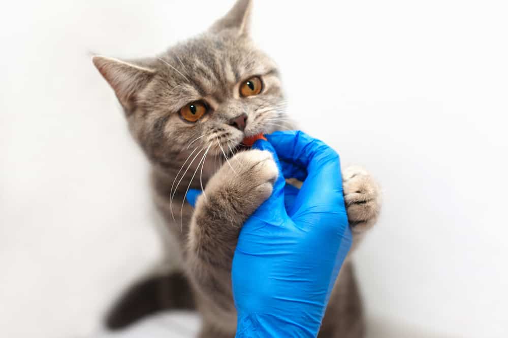 Parasite Prevention In Cats: Kitten receiving a deworming pill