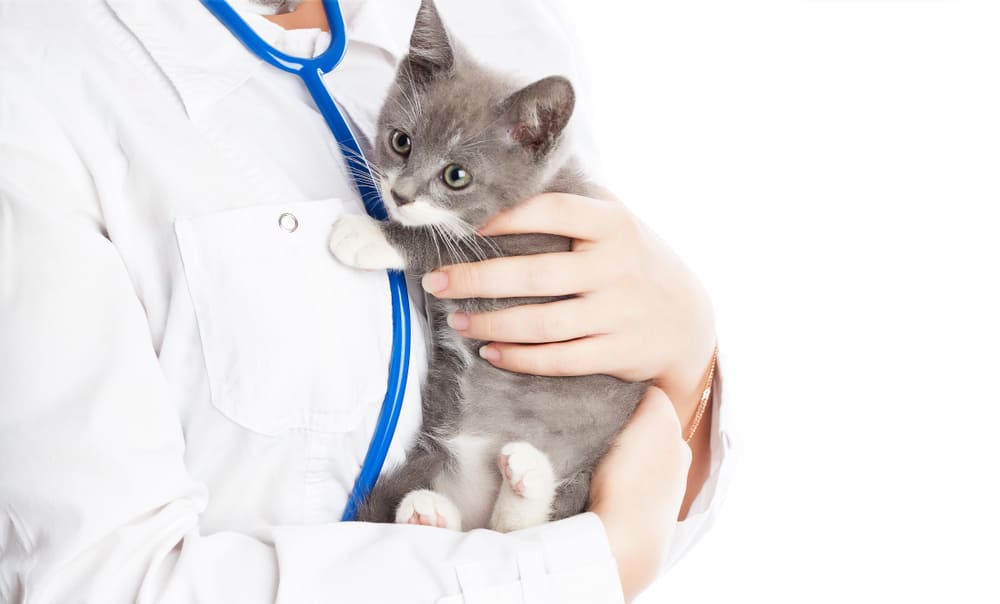 Grey and white kitten with veterinarian in a white lab coat and blue stethoscope