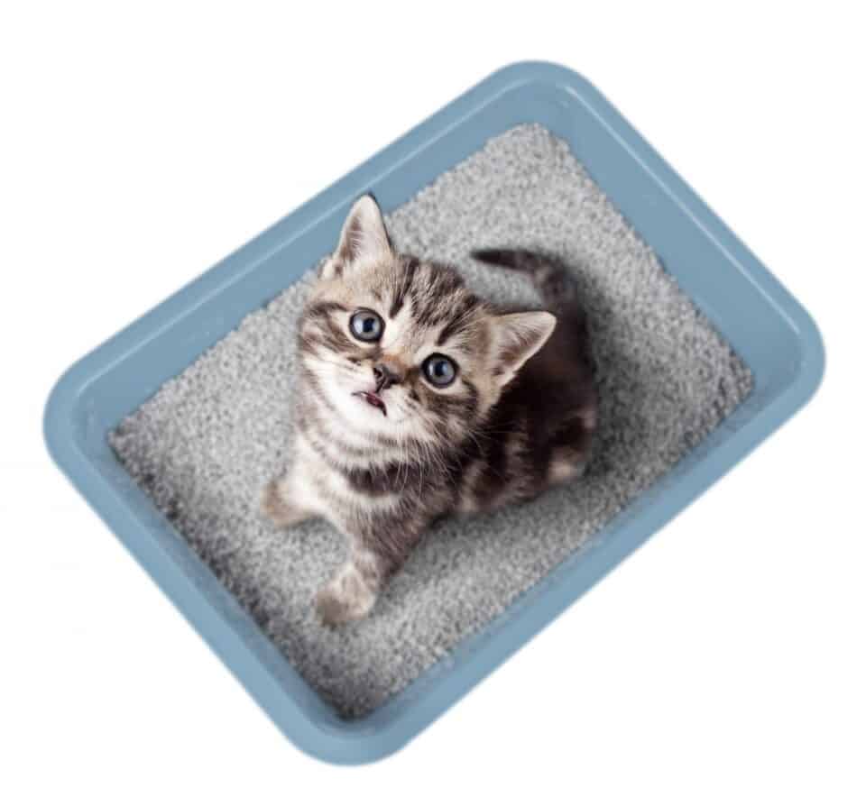 Grey and white kitten in a light blue litterbox