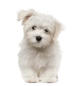 White Maltese Puppy on White Background Looking at Camera