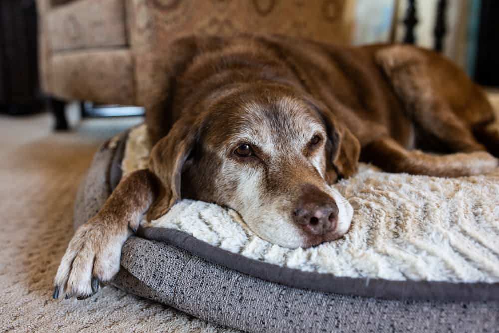 Senior dog laying on his dog bed