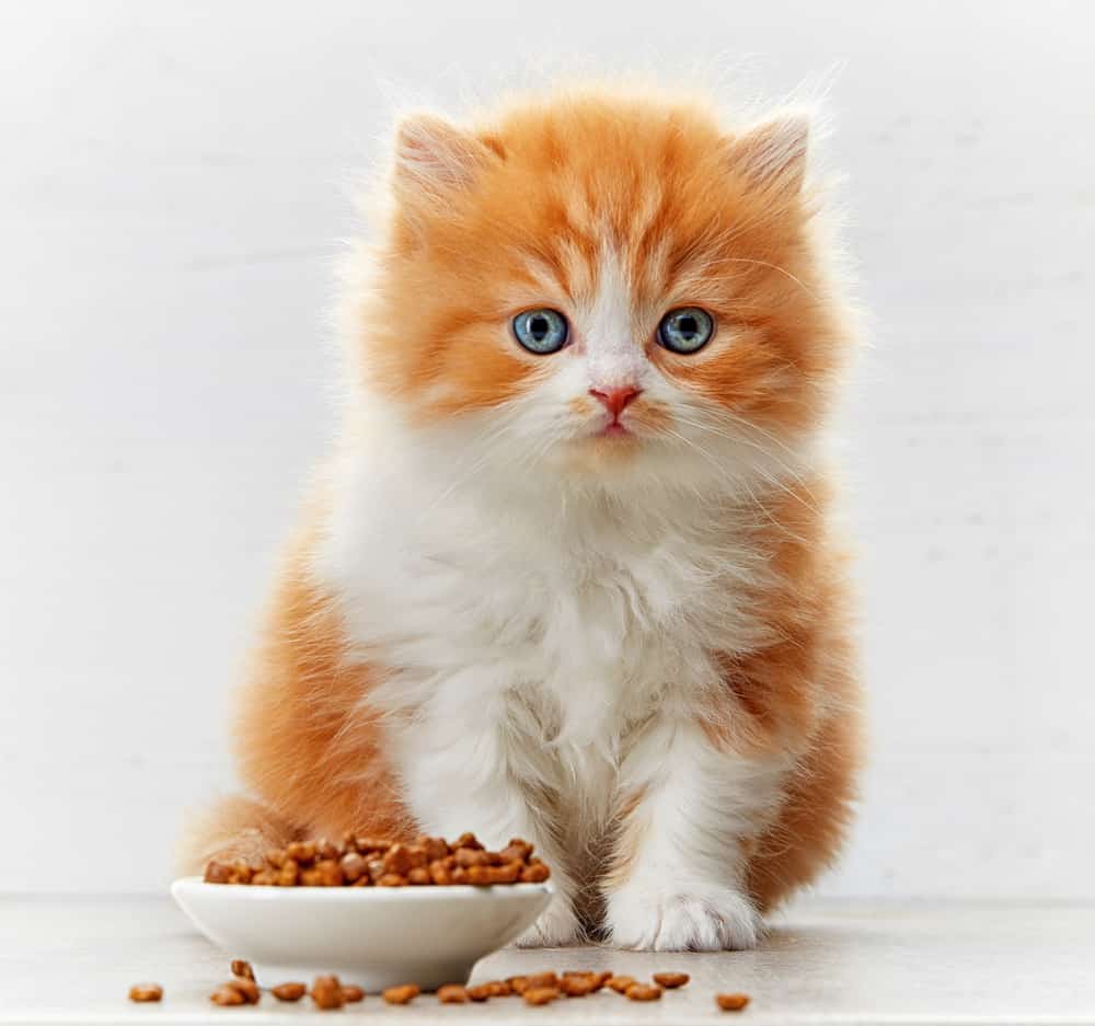 What to feed your new kitten: orange and white kitten eating a bowl of dry food