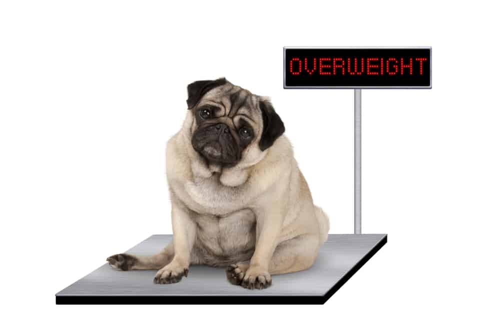 Overweight pug dog sitting on a scale