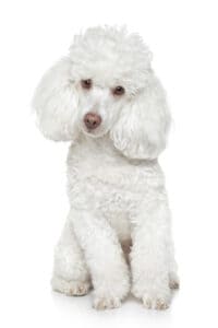 Top 10 Best Dogs for Seniors: White Poodle sitting with head tilted
