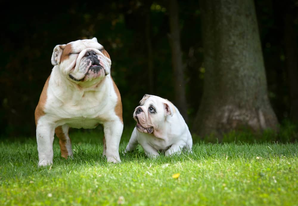 Small bulldog puppy with his adult mom