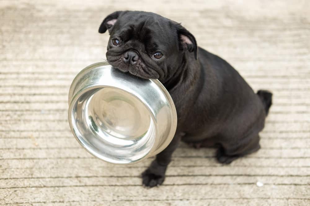 black pug puppy with bowl