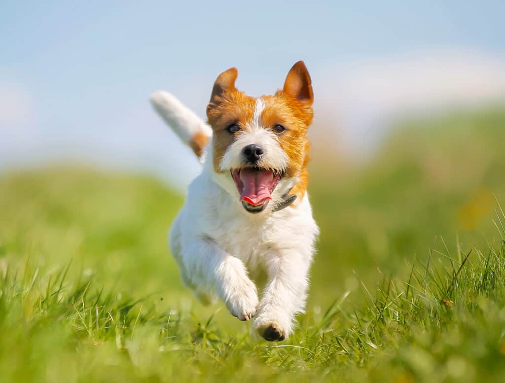 Puppy Parenthood 101: Jack Russell Terrier Puppy Running in the Grass Towards You