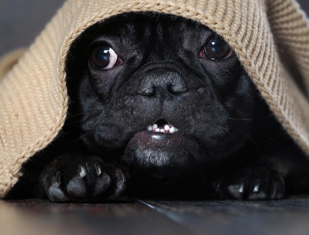Scared black pug under blanket