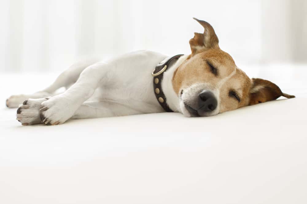 Jack Russell Terrier Sleeping on White Bed