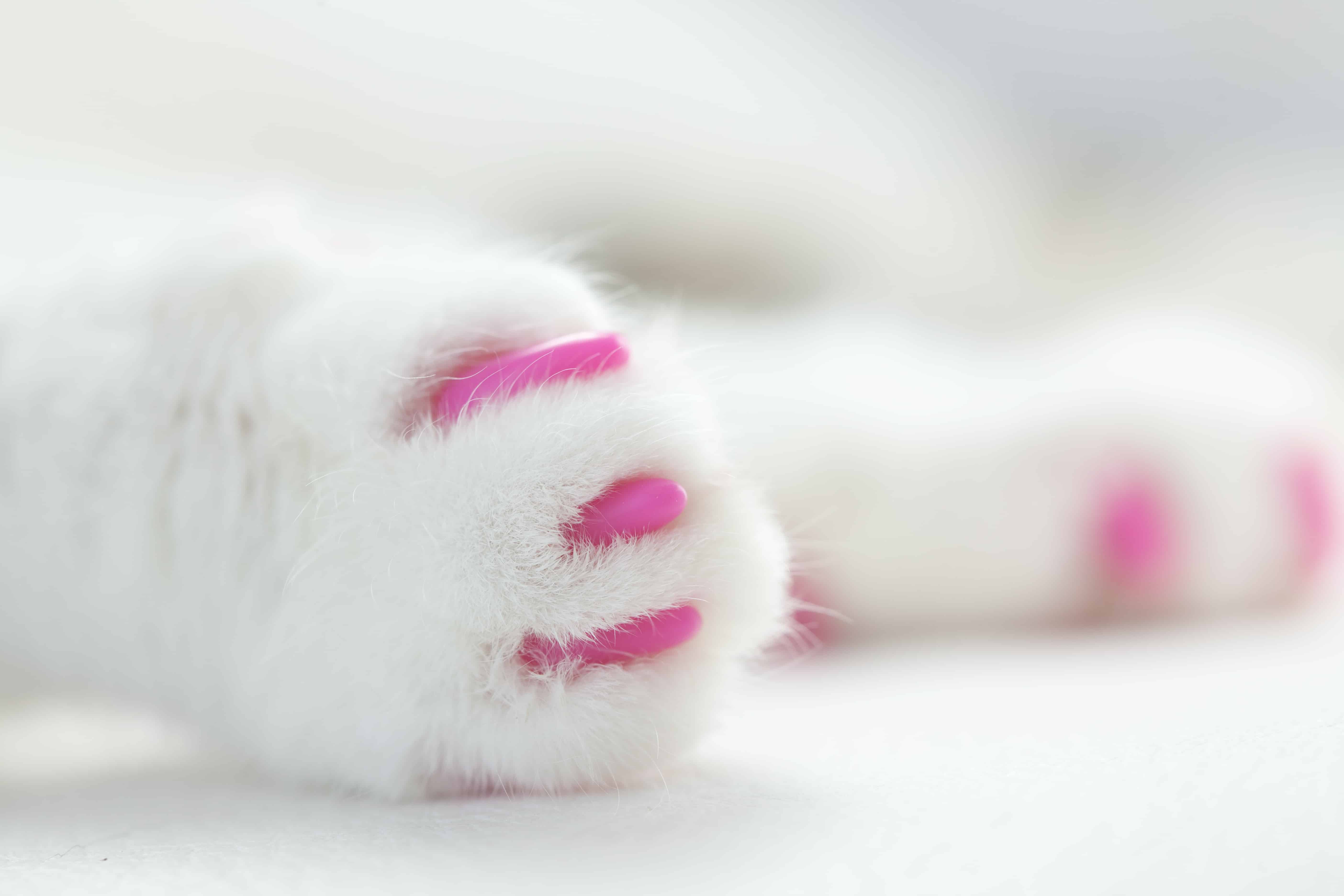 Scratch This, Not That: Understanding Why Cats Like To Scratch. White cat paws with pink soft nail caps