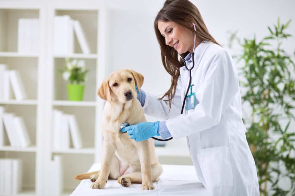 Female veterinary examining lab puppy with a stethoscope