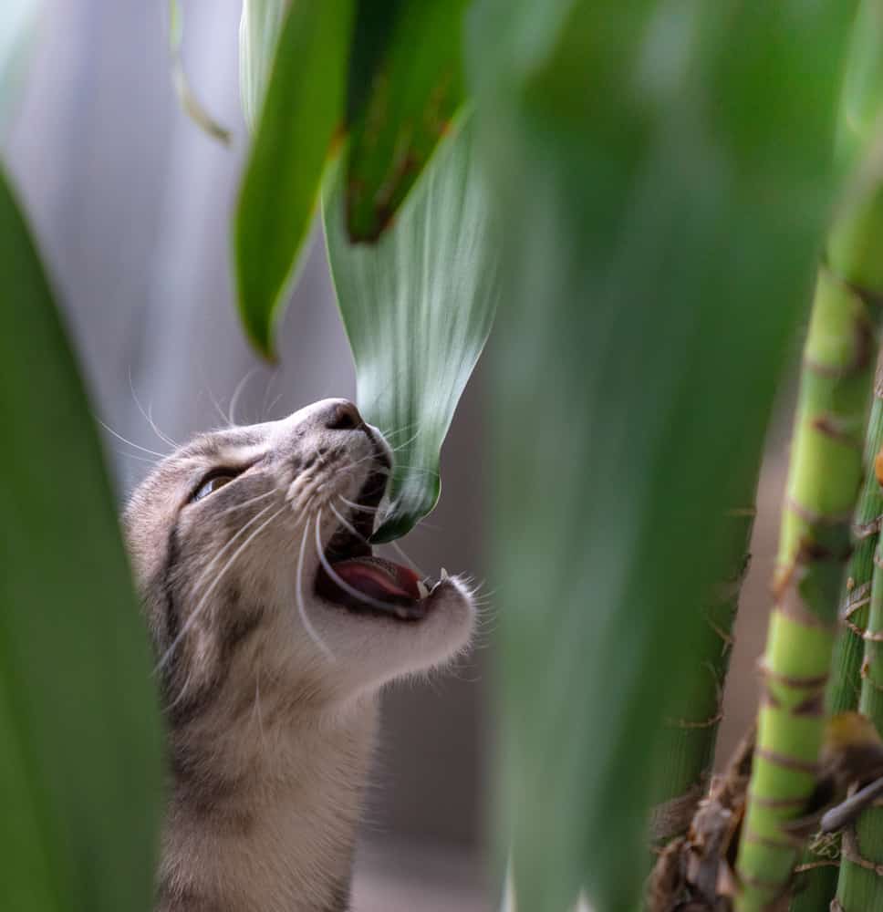 cat eating house plant