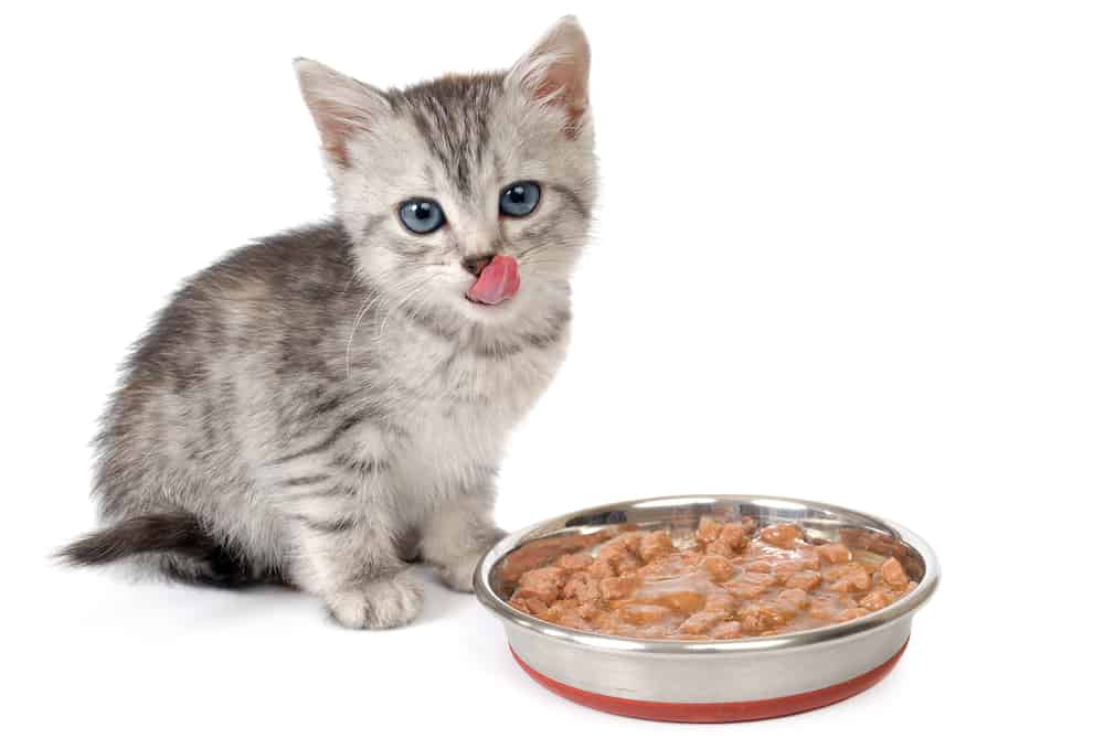 grey and white tabby kitten eating a bowl of food and licking his lips