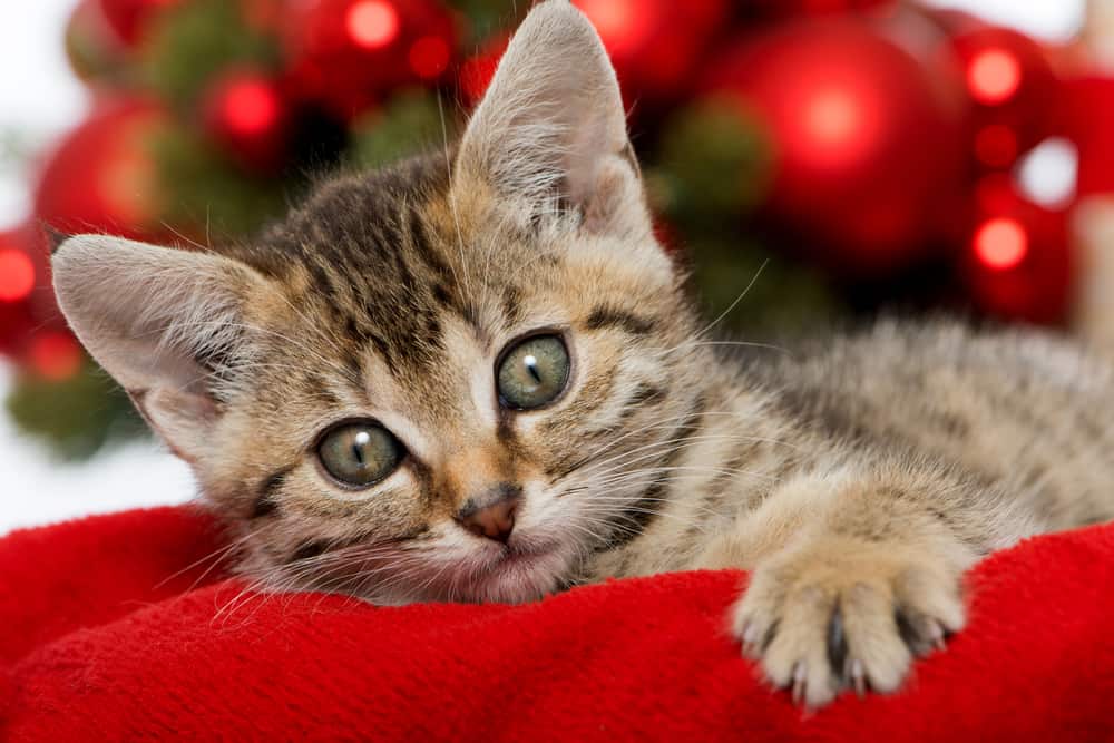 Tabby cat on red velvet blanket with red bulbs on a Christmas tree in the background