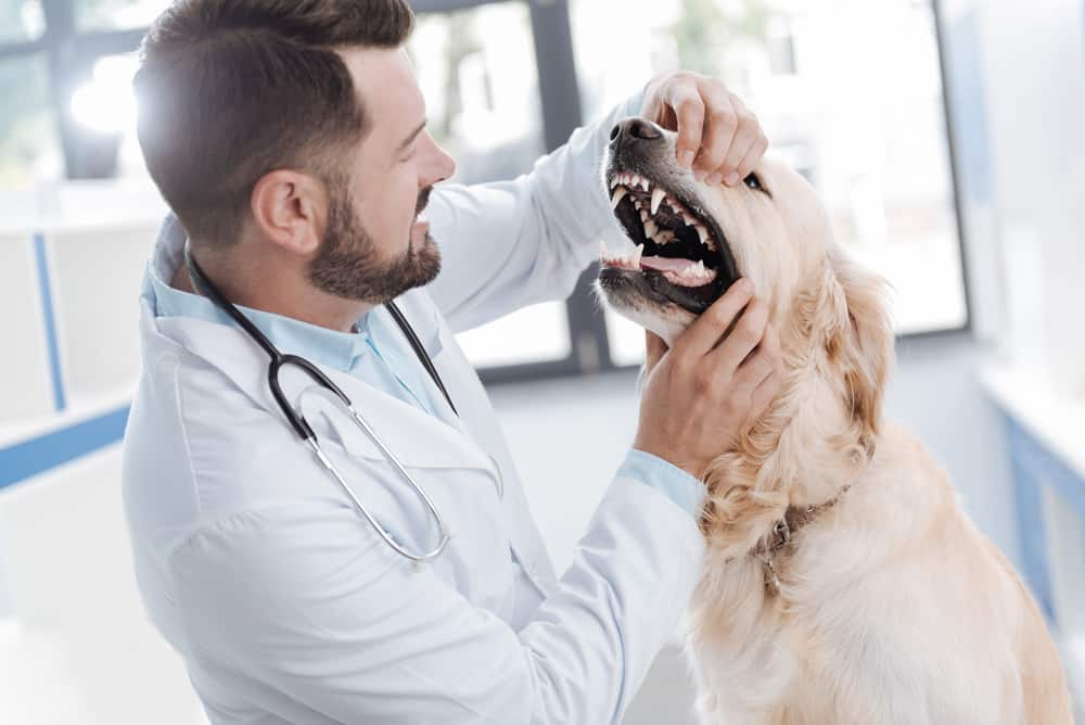 veterinarian examining dogs teeth
